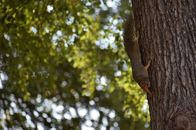 火箭队还通 火箭队还通